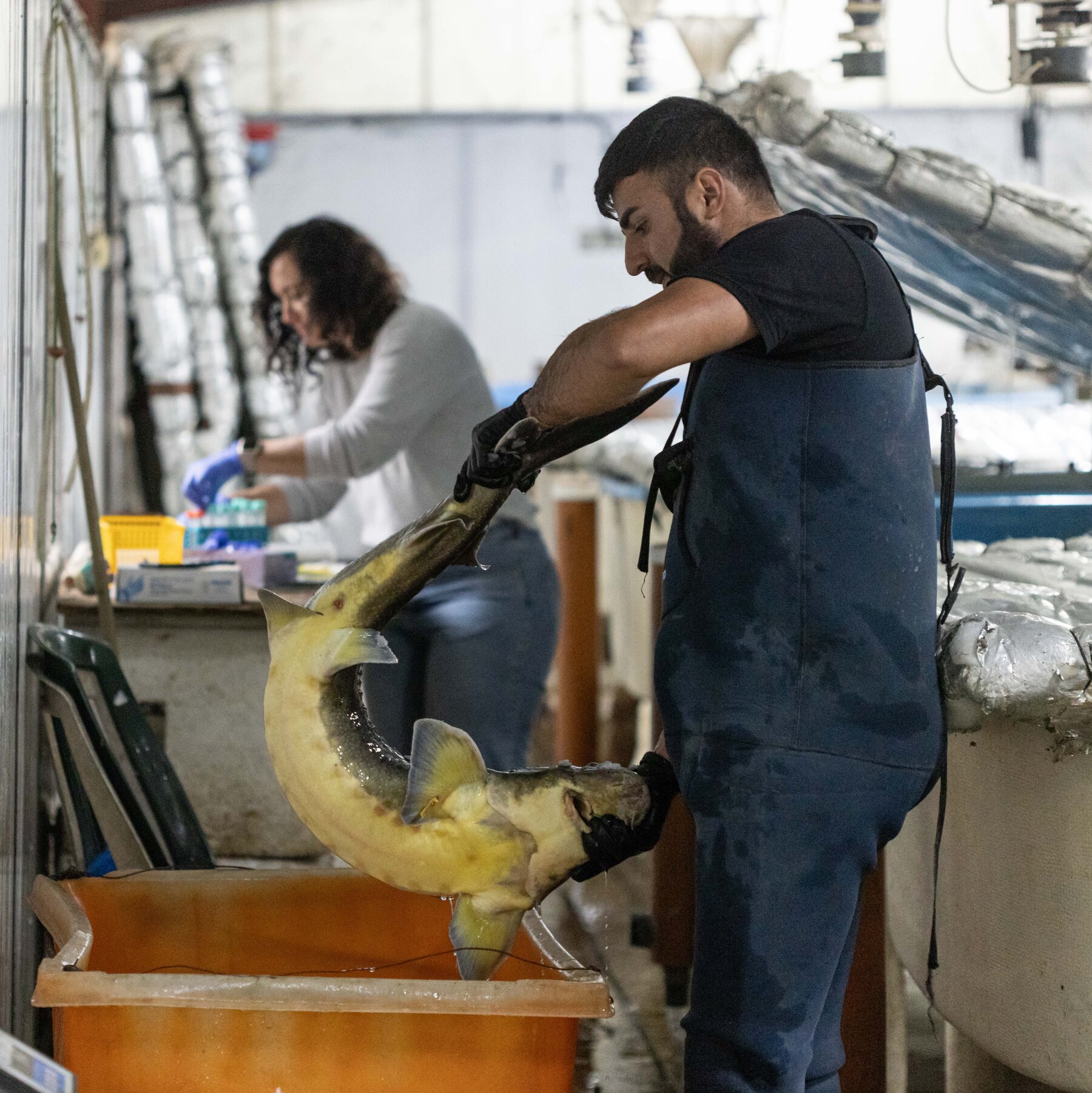 Harvesting Caviar in the Crossfire of Israel and Hezbollah’s War